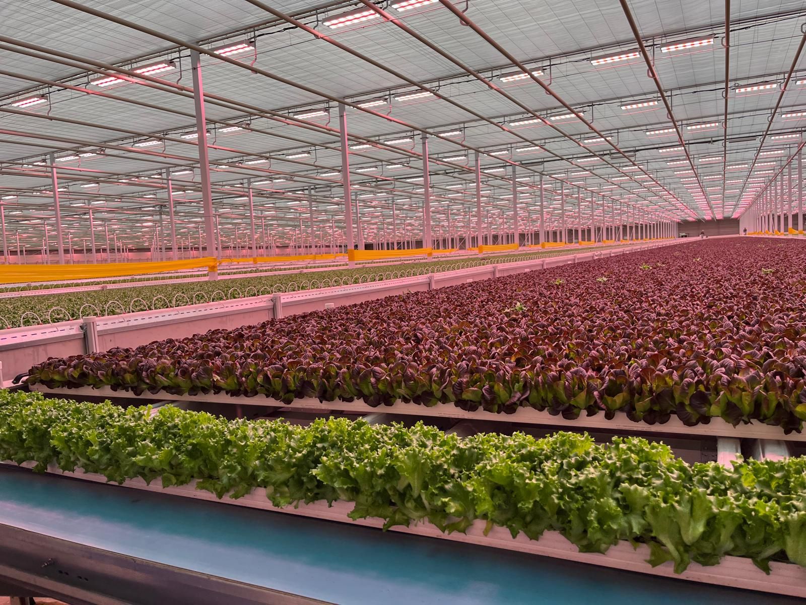 Rows of red and green lettuce growing under the glass roof of the Havengreens automated greenhouse